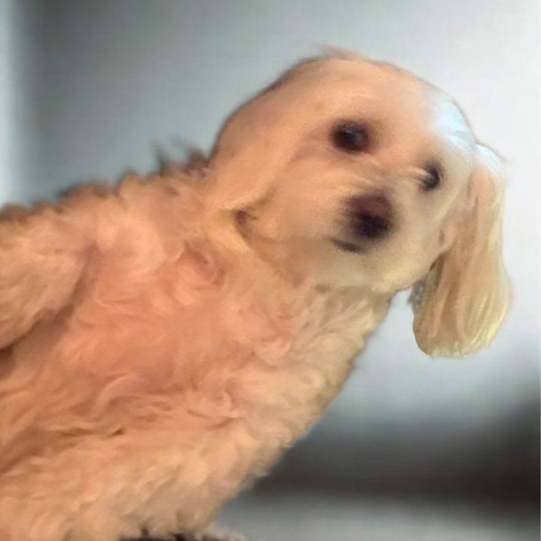 Gucci the dog